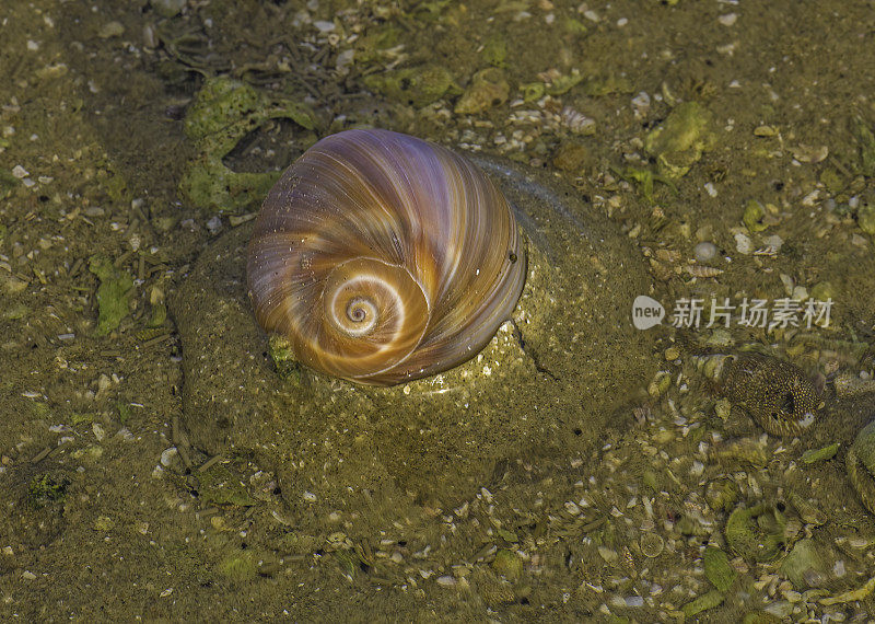 reccluz的月亮蜗牛在它的卵箱，Neverita reclusiana，圣伊格纳西奥泻湖，下加利福尼亚，墨西哥;